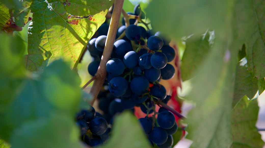 Lagarde Winery showing farmland and food