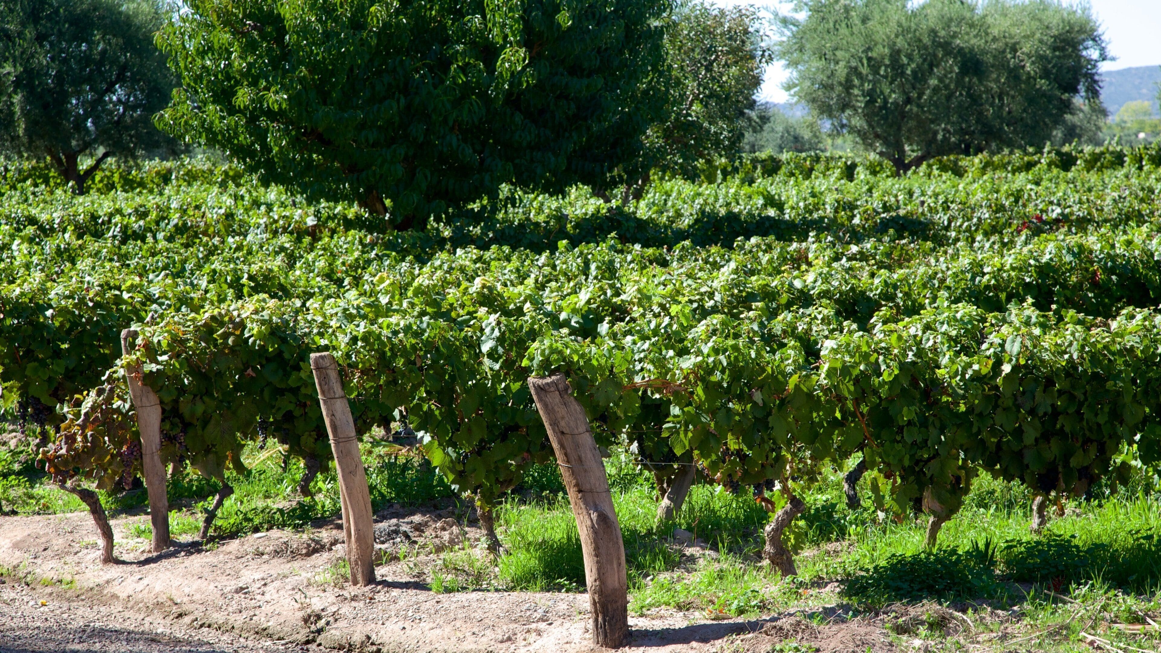 Bodega Lagarde mostrando tierras de cultivo
