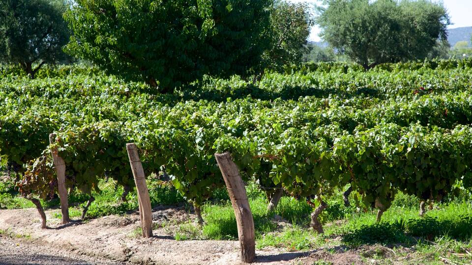 A vineyard with rows of grapevines supported by wooden stakes.