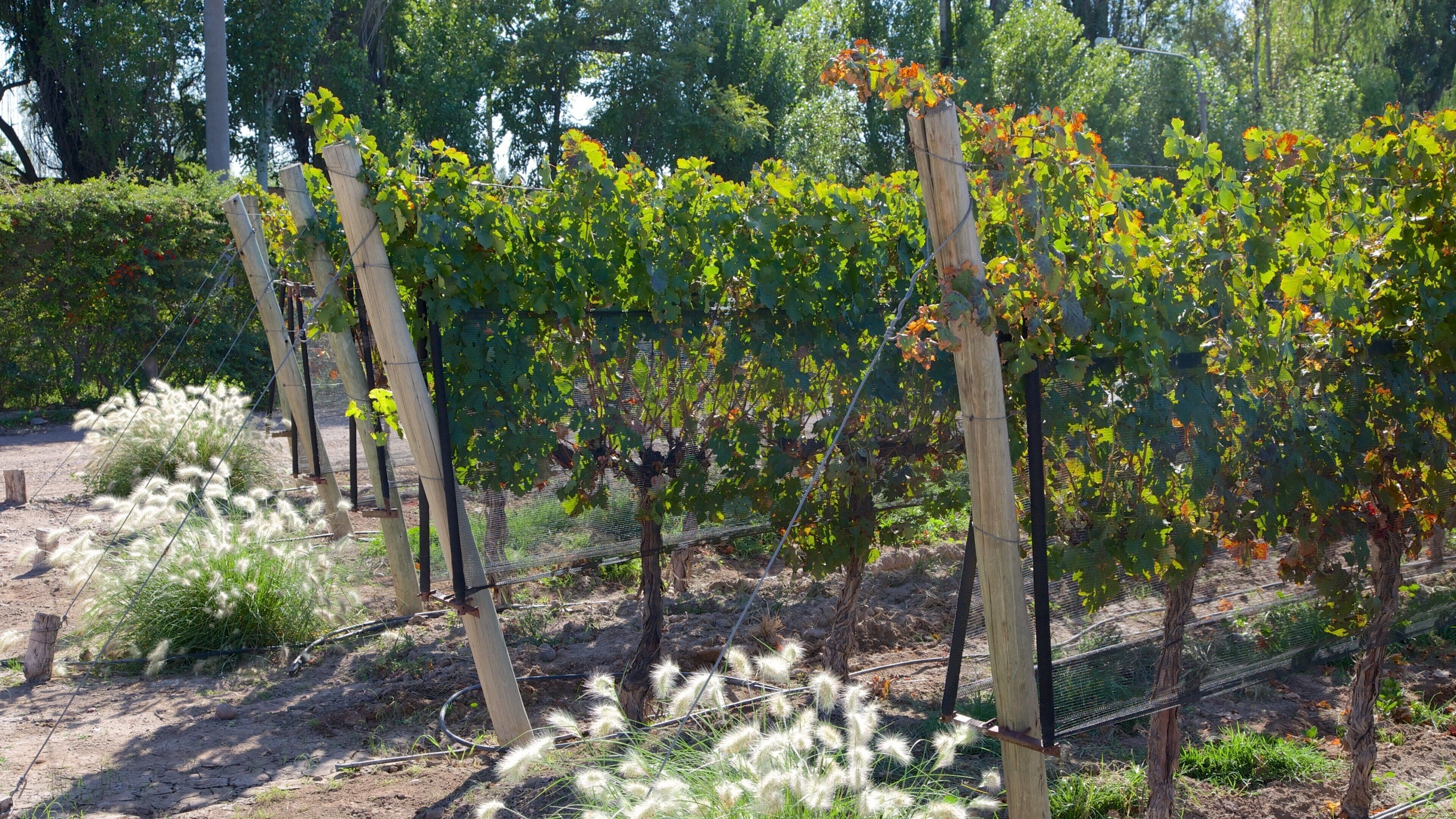 โรงกลั่นไวน์ Lagarde ซึ่งรวมถึง ฟาร์ม