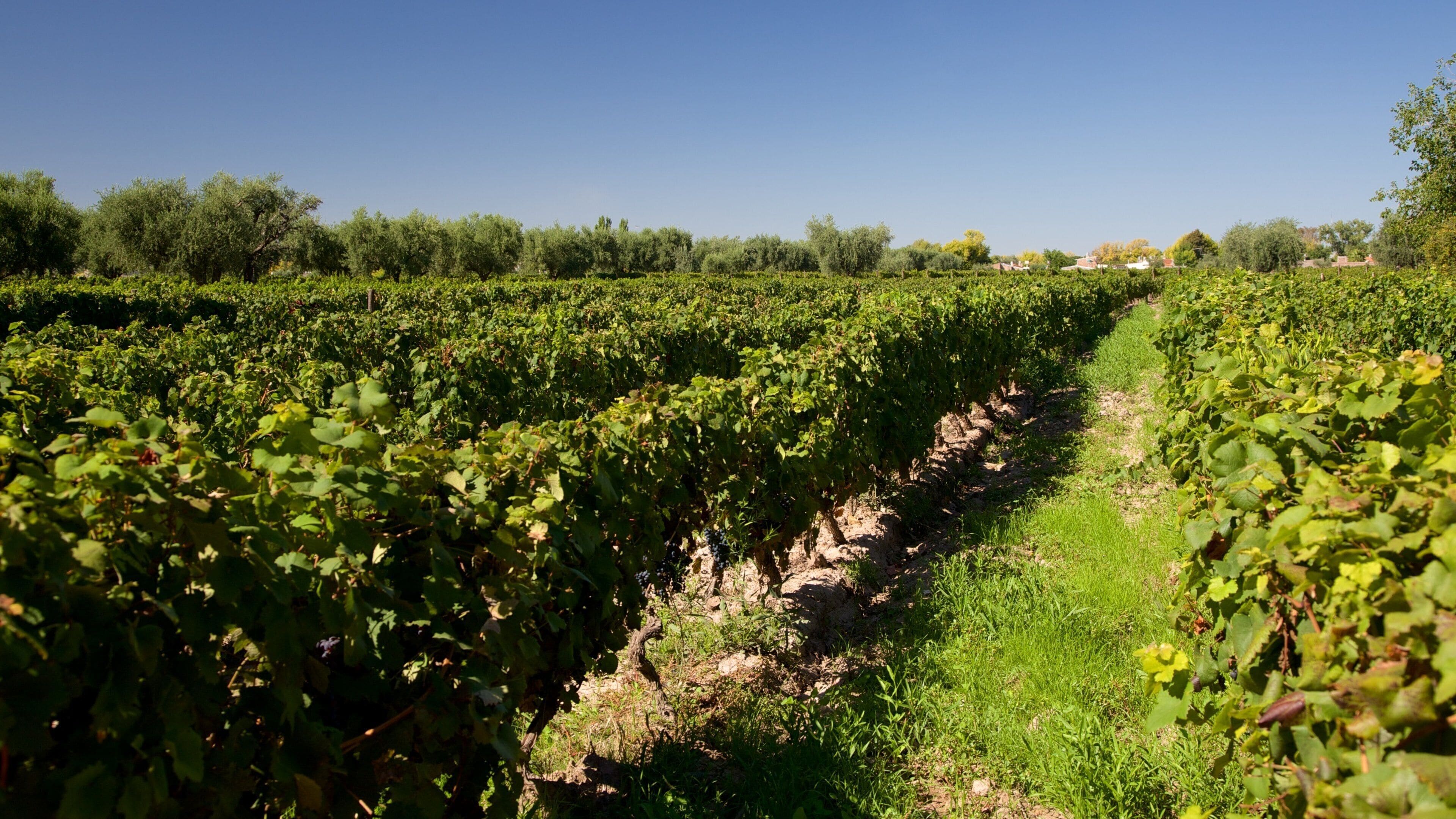 Bodega Lagarde mostrando tierras de cultivo