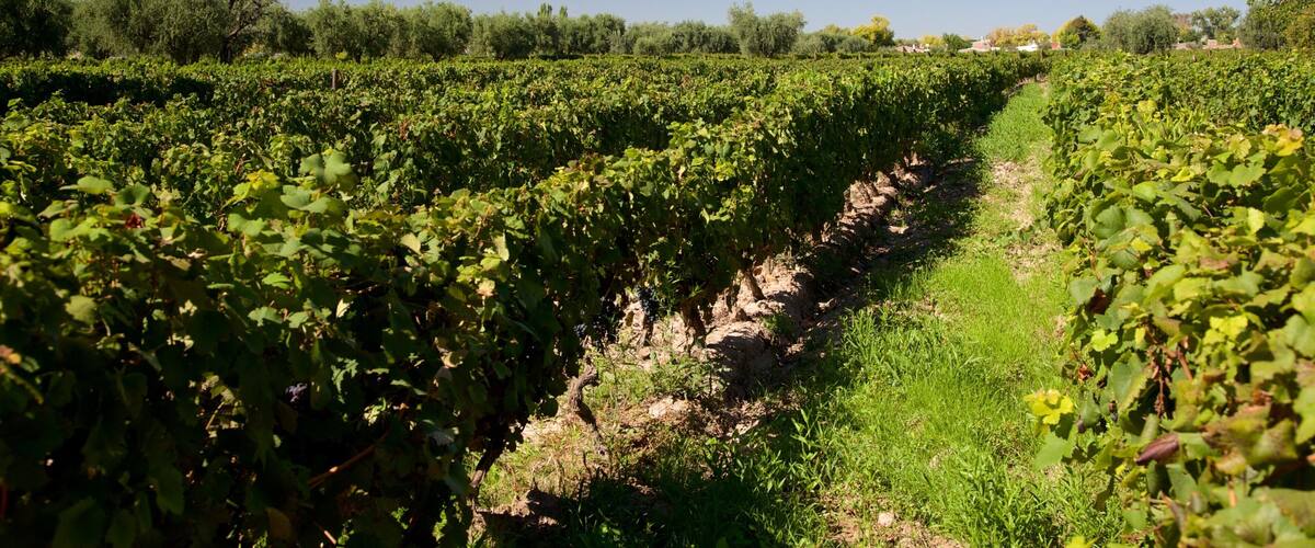 Lagarde Winery featuring farmland