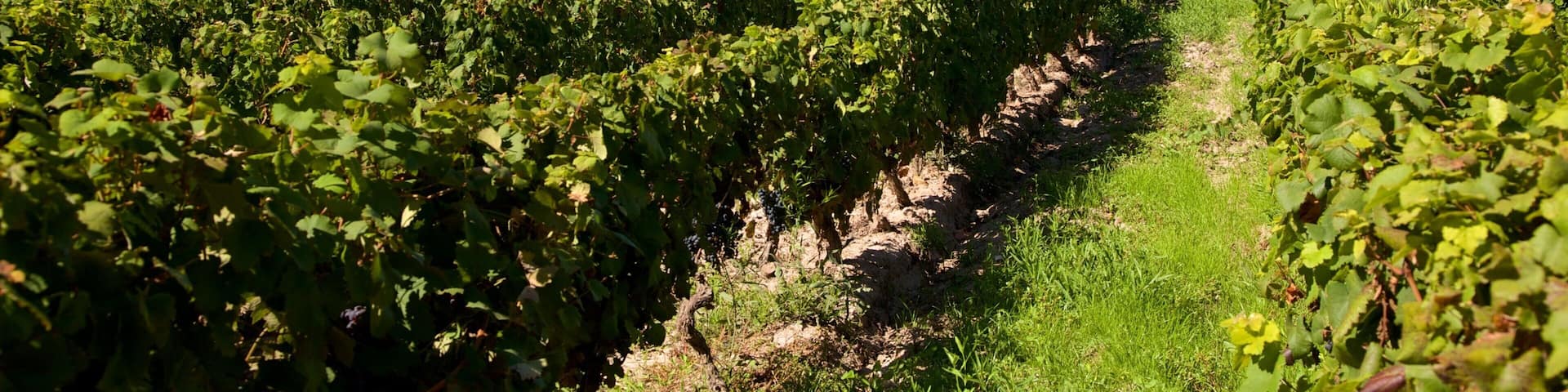 Lagarde Winery which includes farmland