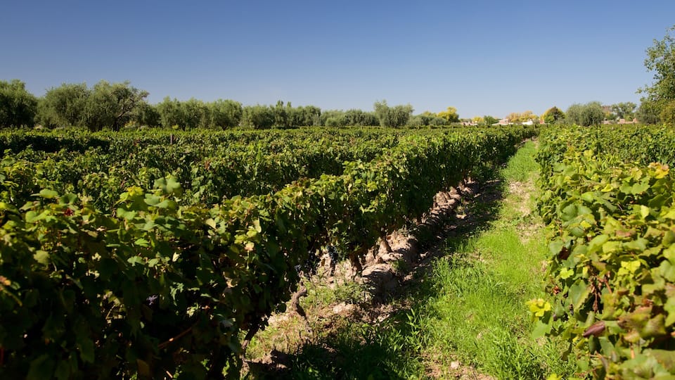 A vineyard with rows of grapevines under a clear blue sky.