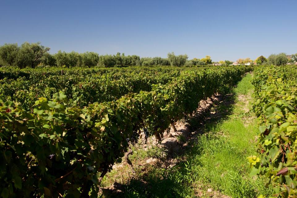 Un vignoble avec des rangées de vignes sous un ciel bleu dégagé.