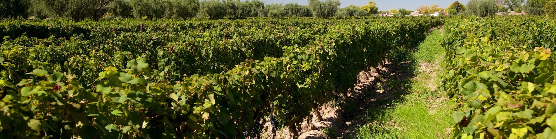 Bodega Lagarde caracterizando fazenda