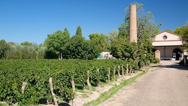 Bodega Lagarde mostrando uma casa e fazenda