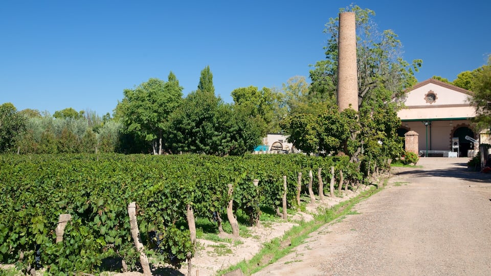 A vineyard with rows of grapevines, a tall chimney, and a building with a clock tower.