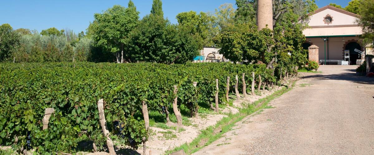 A vineyard with rows of grapevines, a tall chimney, and a building with a clock tower.
