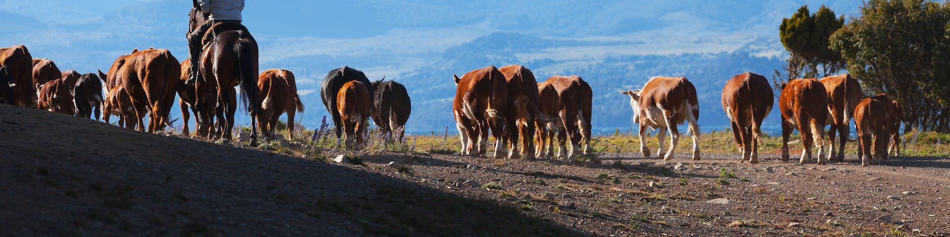 Gauchos and herd of cows on the background the volcano Lanin, Patagonia, Argentina