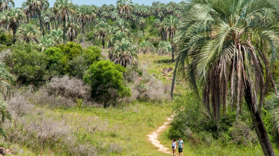 Parque Nacional El Palmar, Entre Rios, Argentina.