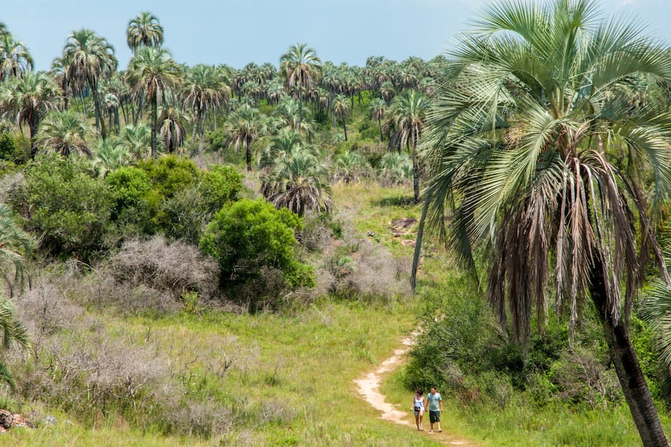 A dirt path through a dense palm tree forest.