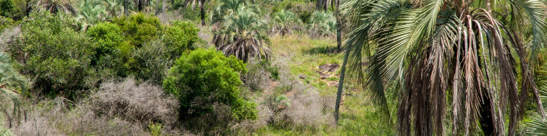 Parque Nacional El Palmar, Entre Rios, Argentina.