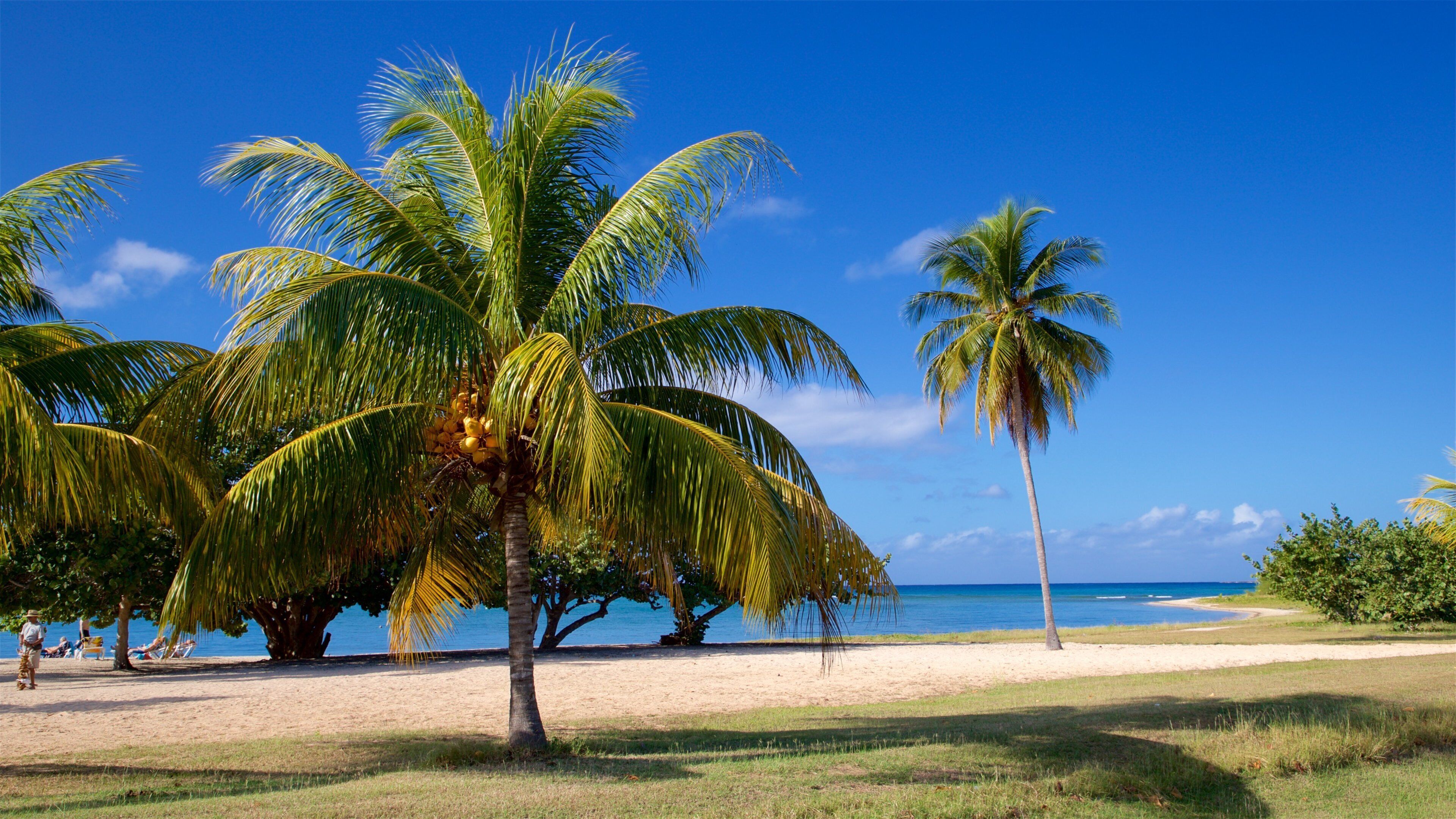 Rancho Luna Beach bevat een zandstrand, algemene kustgezichten en tropische uitzichten