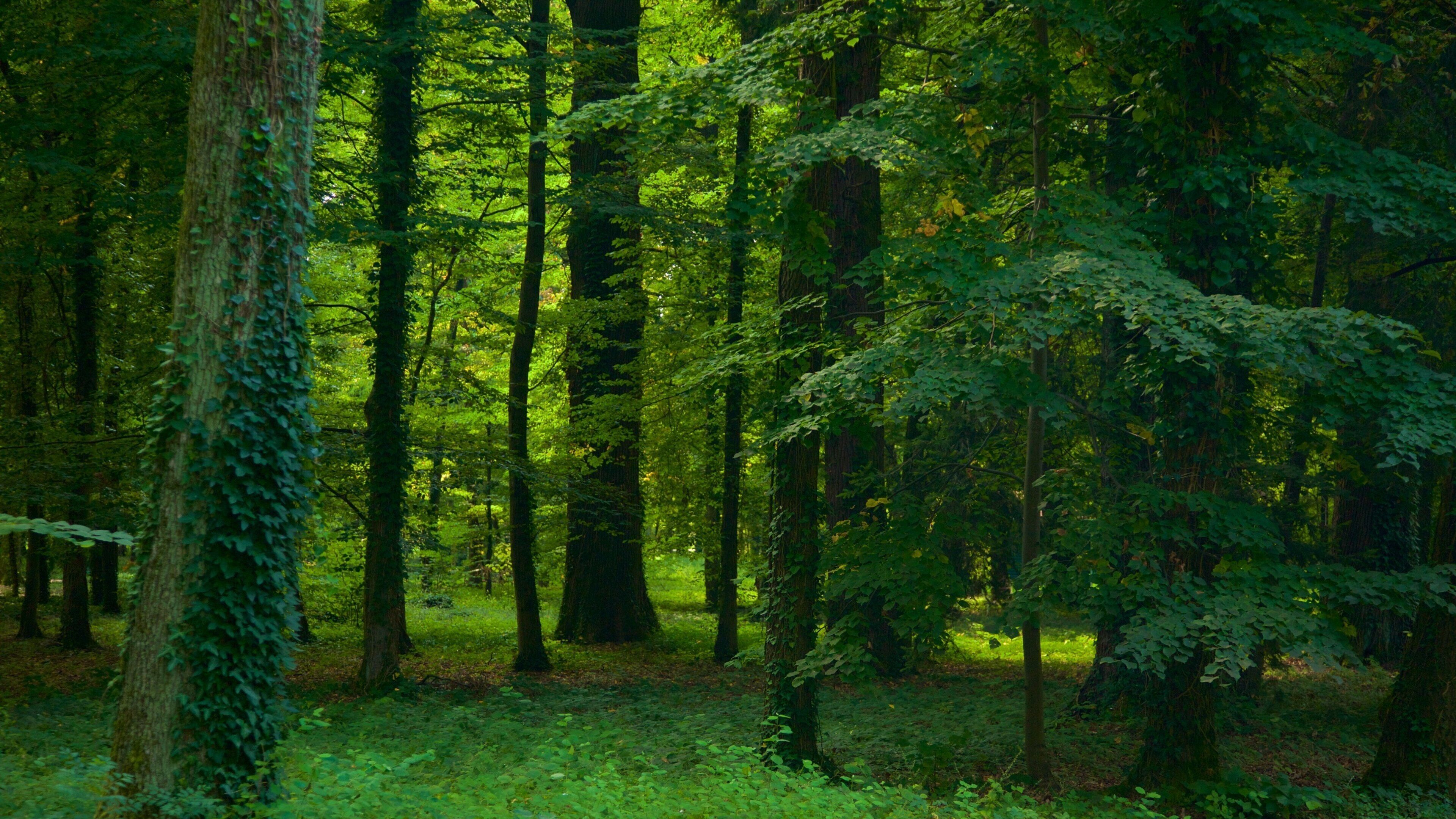 Park Maksimir som viser skovområder