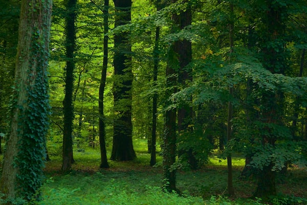 Maksimir-Park mit einem WĂ€lder