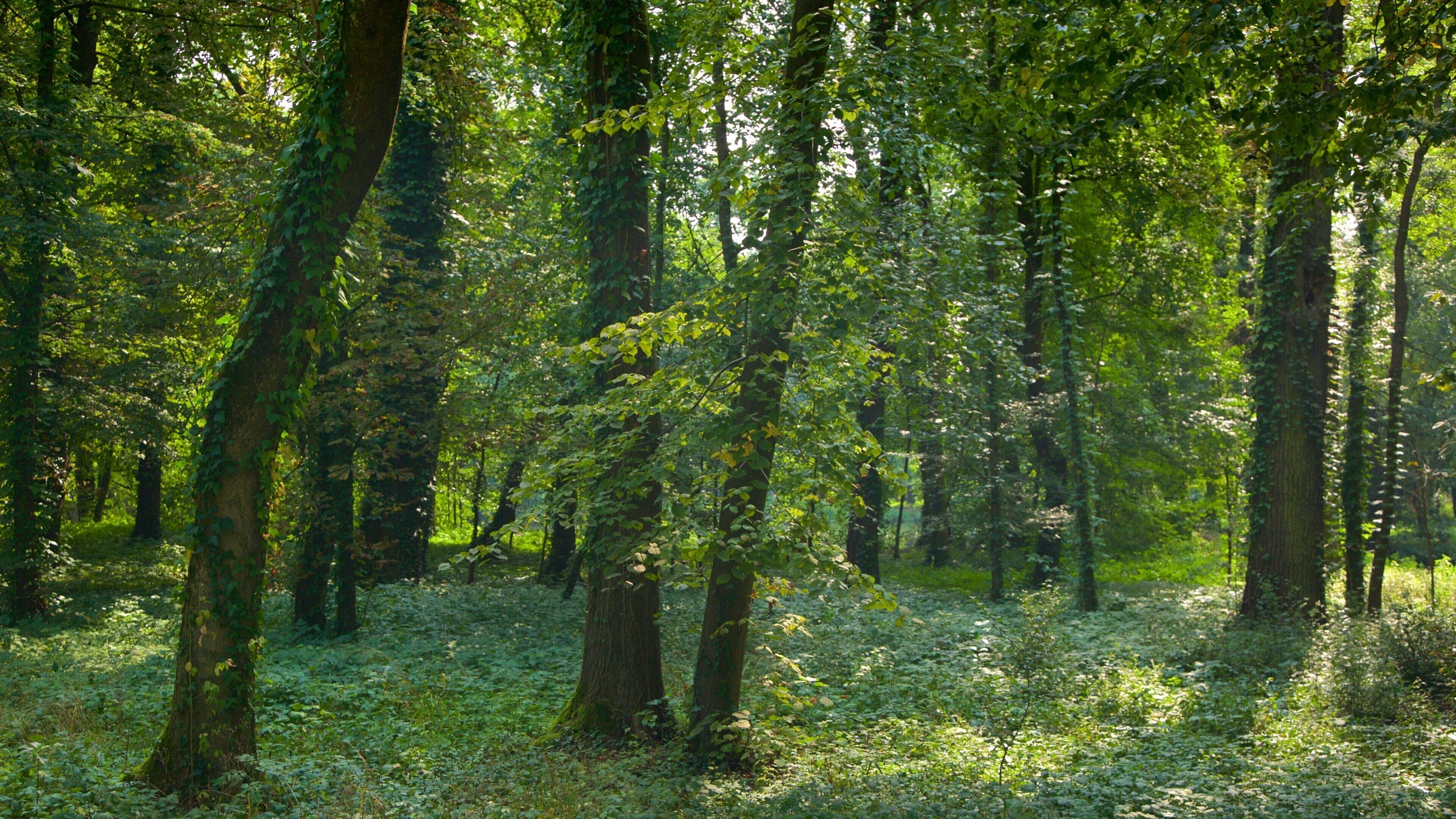 Parc Maksimir qui includes forêts