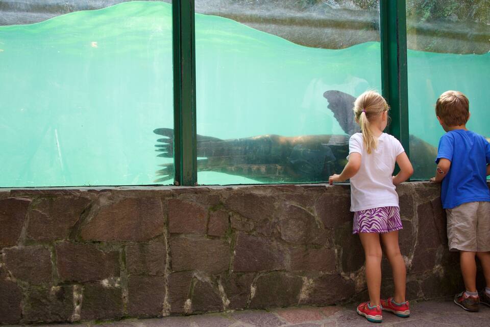 Two children looking at a large aquarium window.