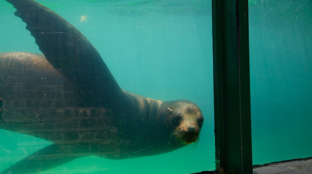 Zagreb Zoo which includes zoo animals and marine life