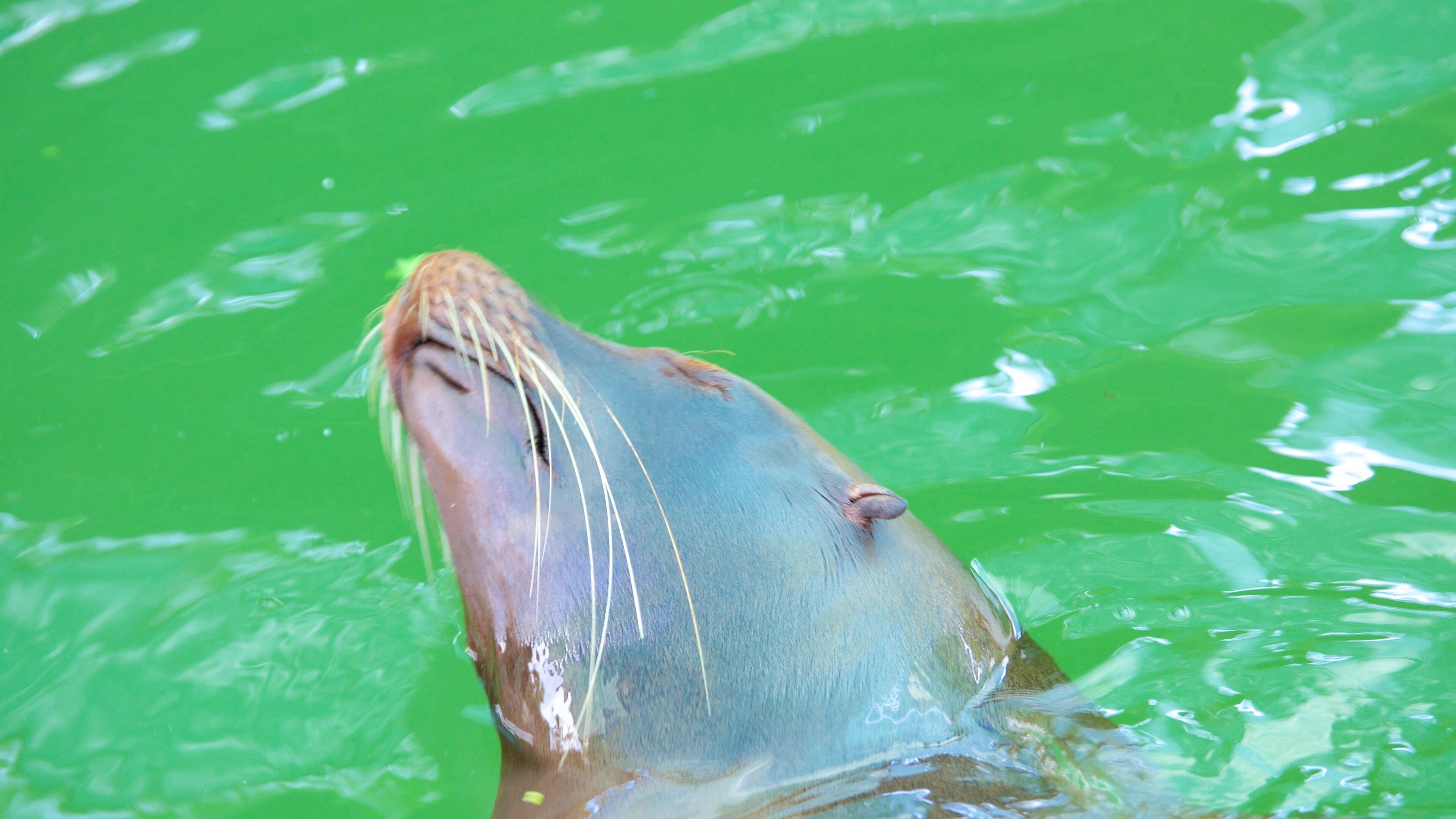 Zagreb Zoo which includes marine life and zoo animals