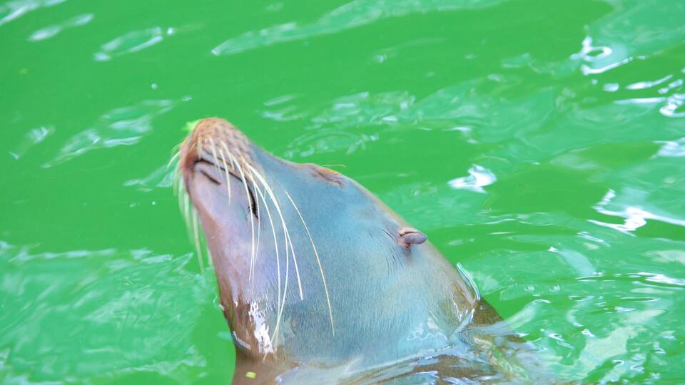 Zoo de Zagreb mostrando vida marinha e animais de zoológico