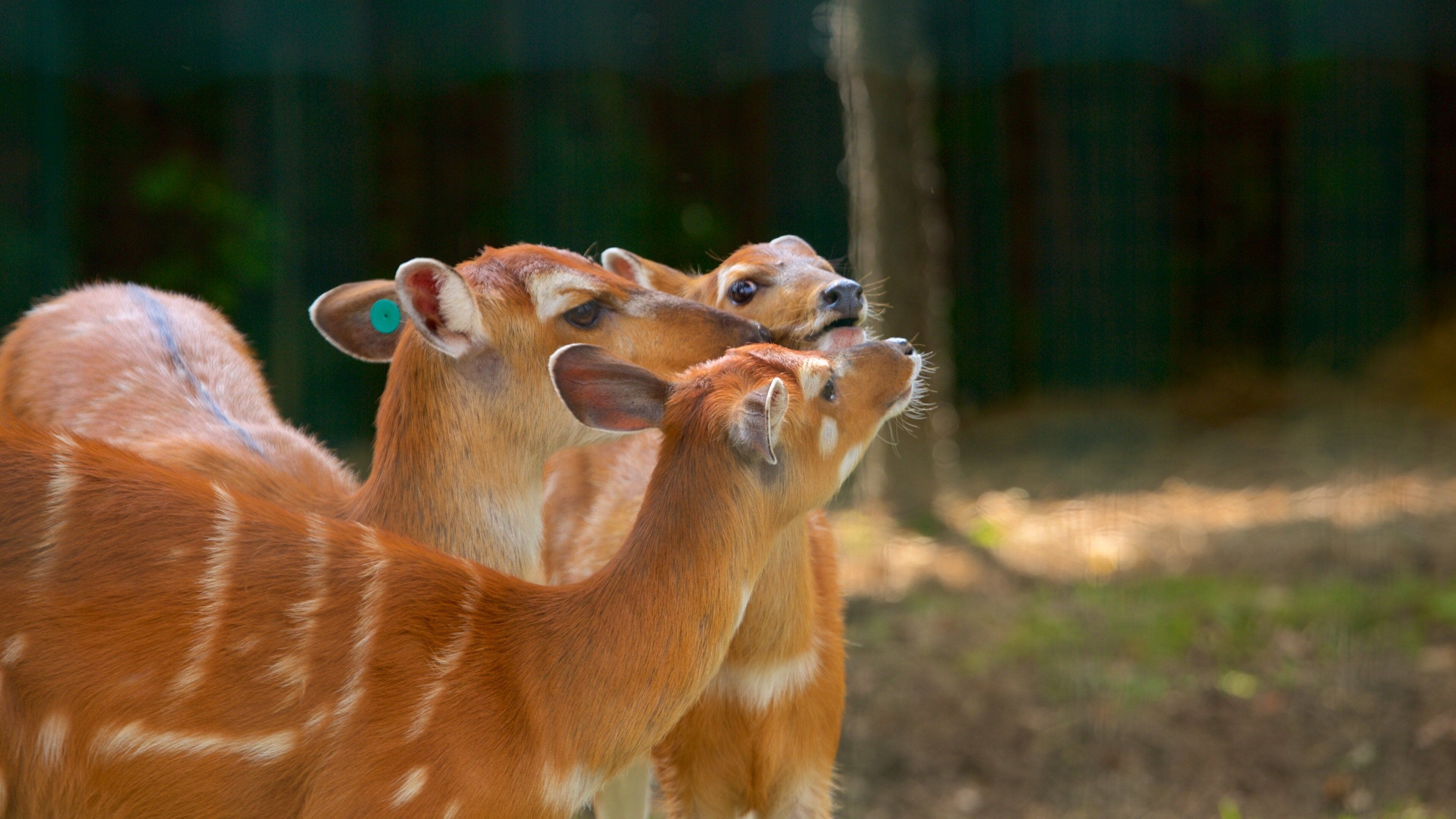 Zagreb zoologiske hage som viser dyrehagedyr og dyr