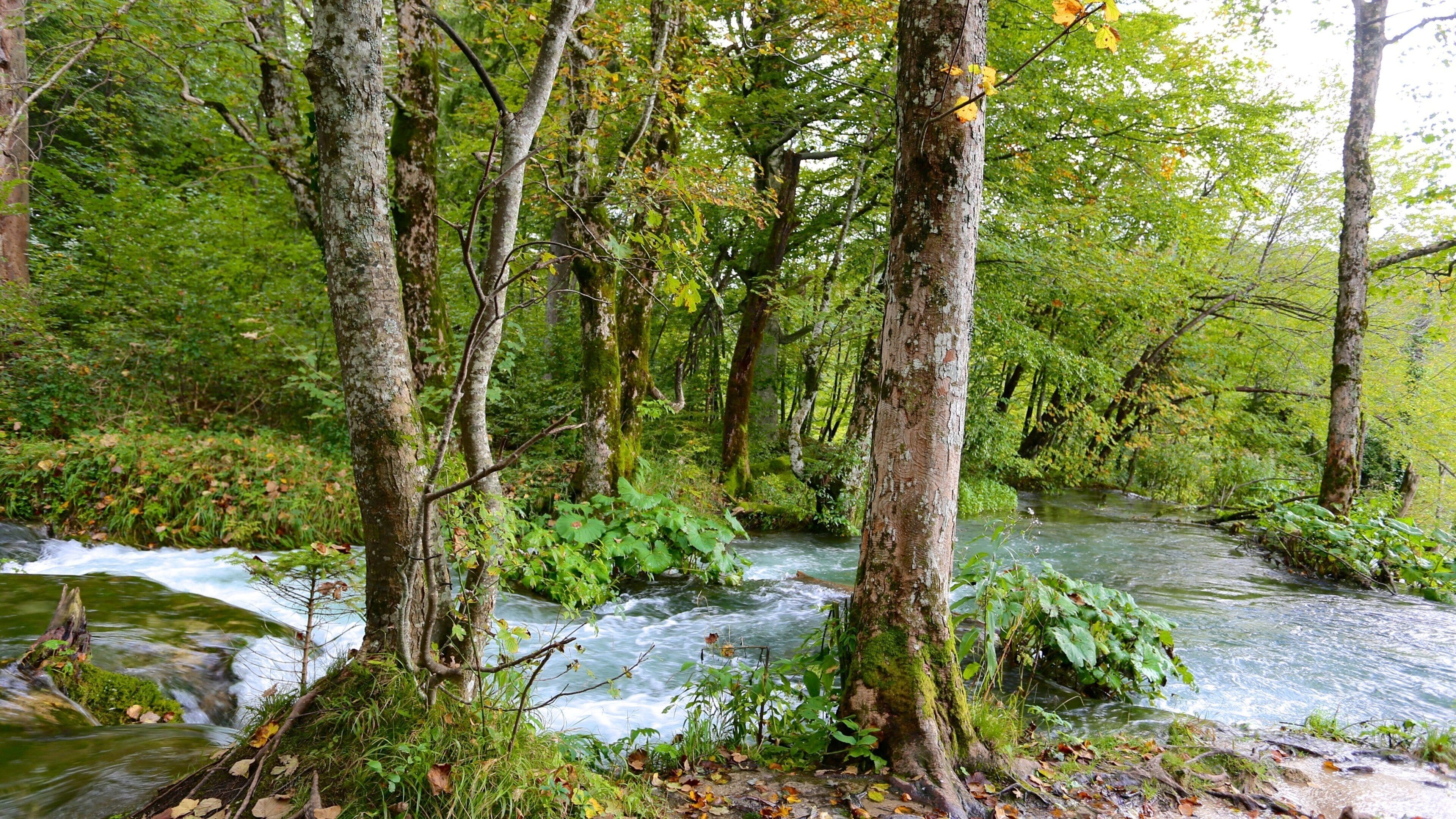 Nationalpark Plitvicer Seen – Eingang 1 welches beinhaltet Fluss oder Bach, Regenwald und Wälder