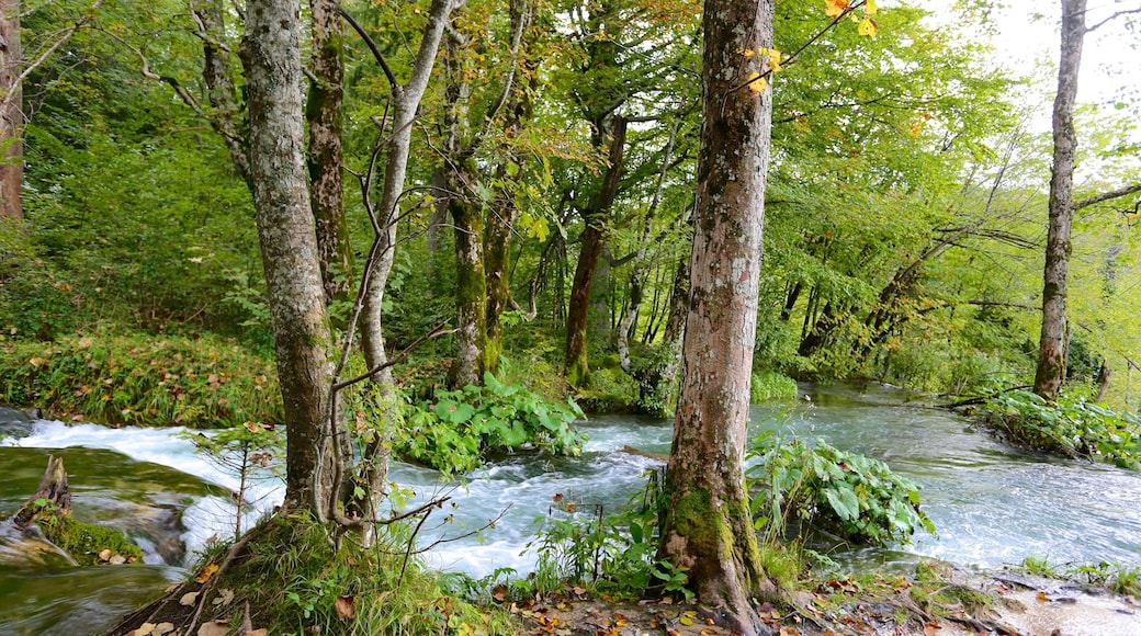 Nationalpark Plitvicer Seen – Eingang 1 welches beinhaltet Fluss oder Bach, Regenwald und Wälder