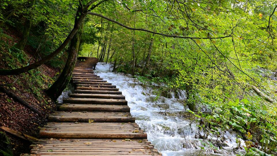 A wooden staircase leading down a forested area beside a flowing stream.