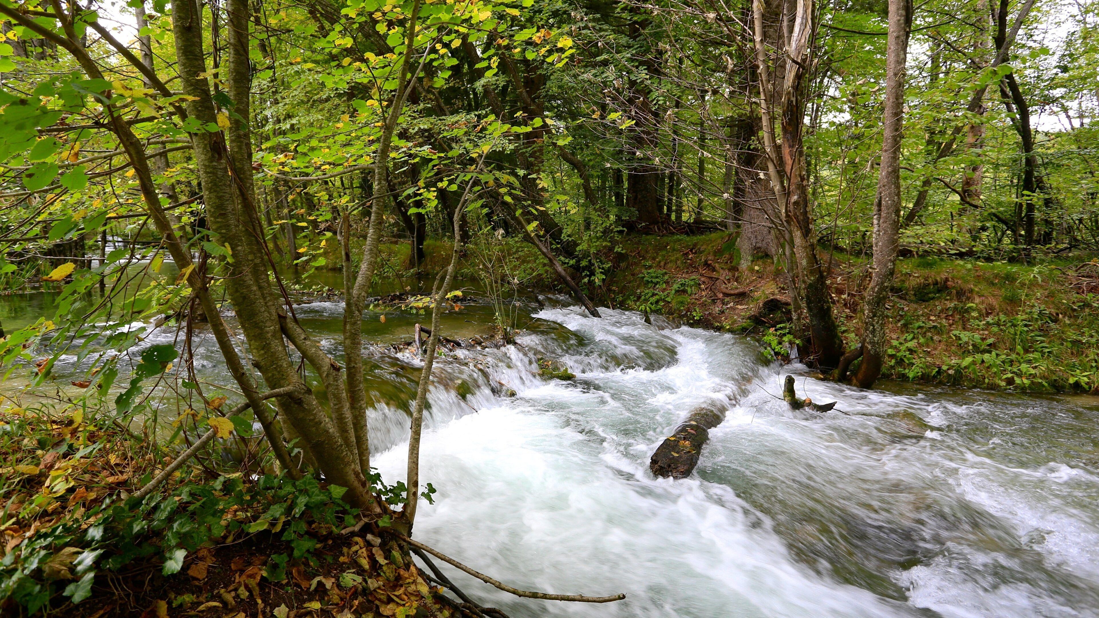 Plitvice Lakes National Park - Entrance 1 showing rainforest, forests and a river or creek