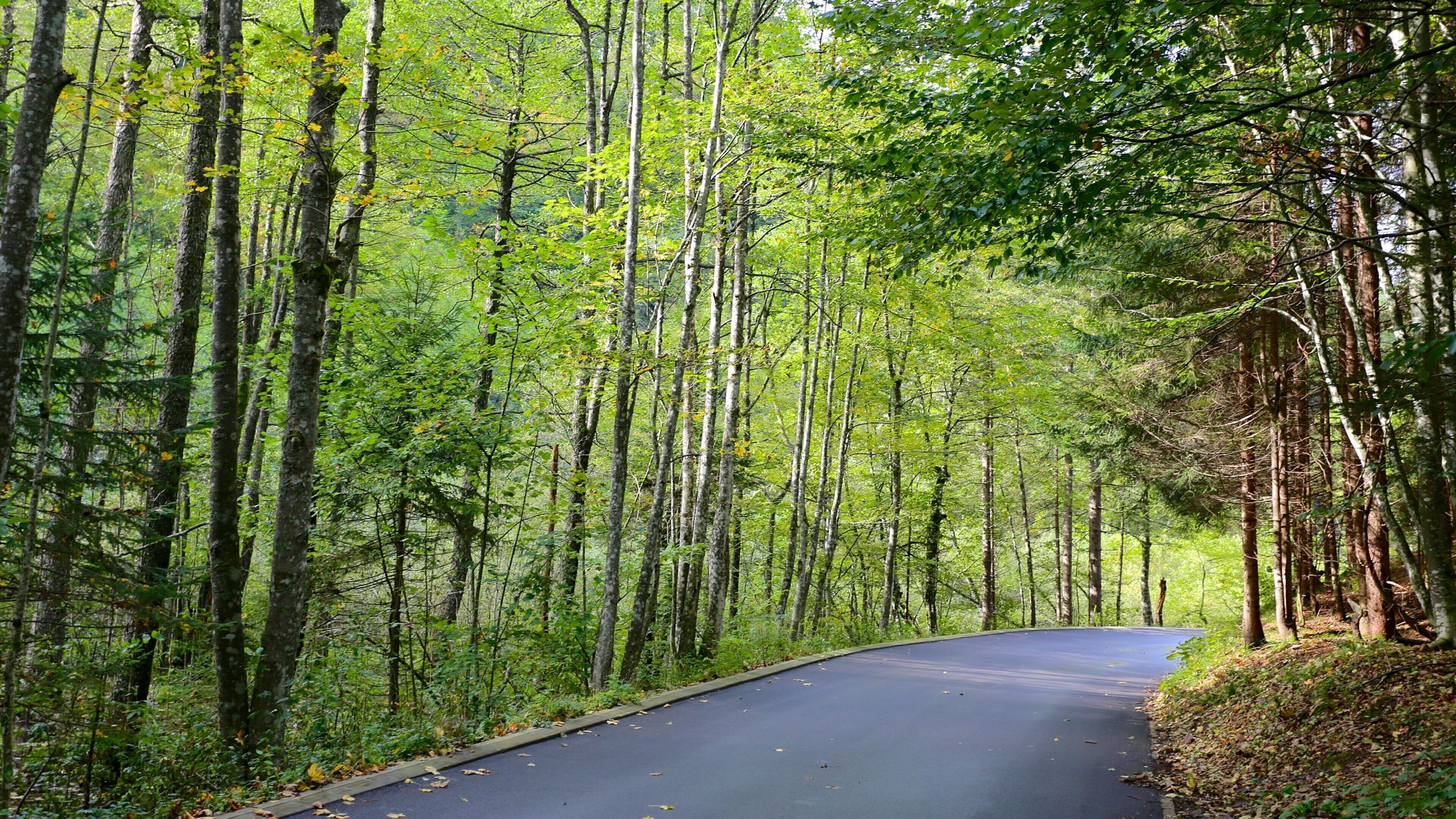 Plitvice Lakes National Park - Entrance 1 which includes rainforest