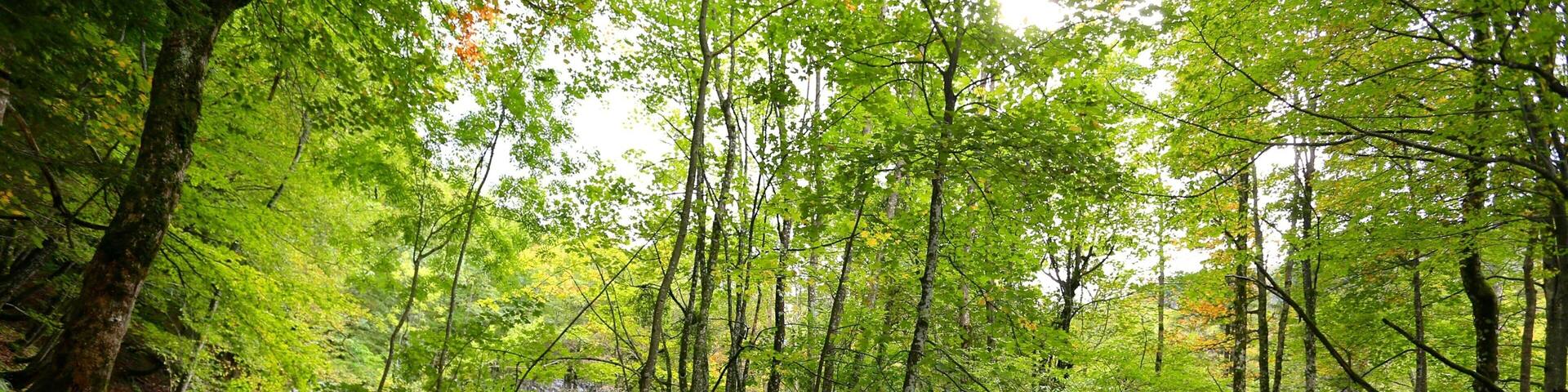 Plitvice Lakes National Park - Entrance 1 showing rainforest and a river or creek