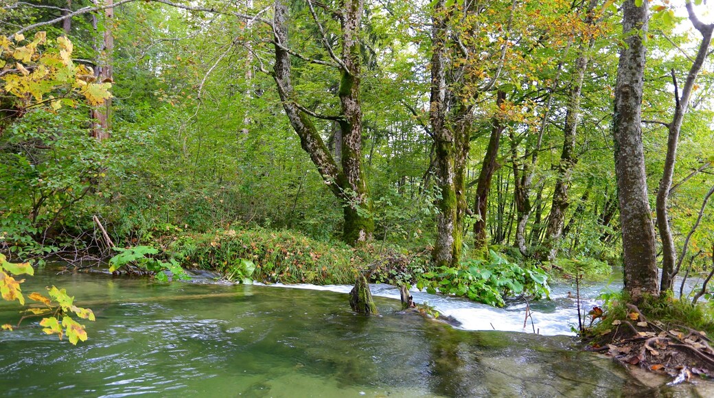 Parque Nacional Lagos de Plitvice - Entrada 1 ofreciendo escenas forestales, un río o arroyo y selva