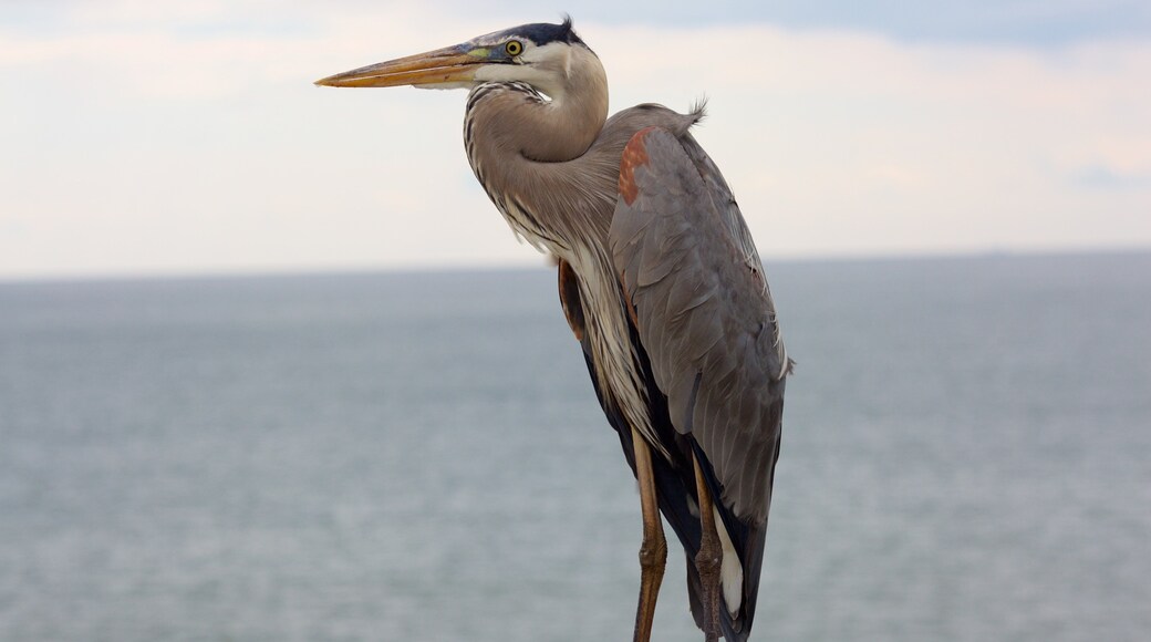 Gulf State Park showing bird life