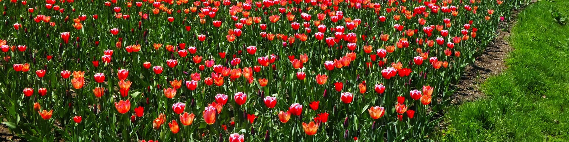 滝野すずらん公園のチューリップ