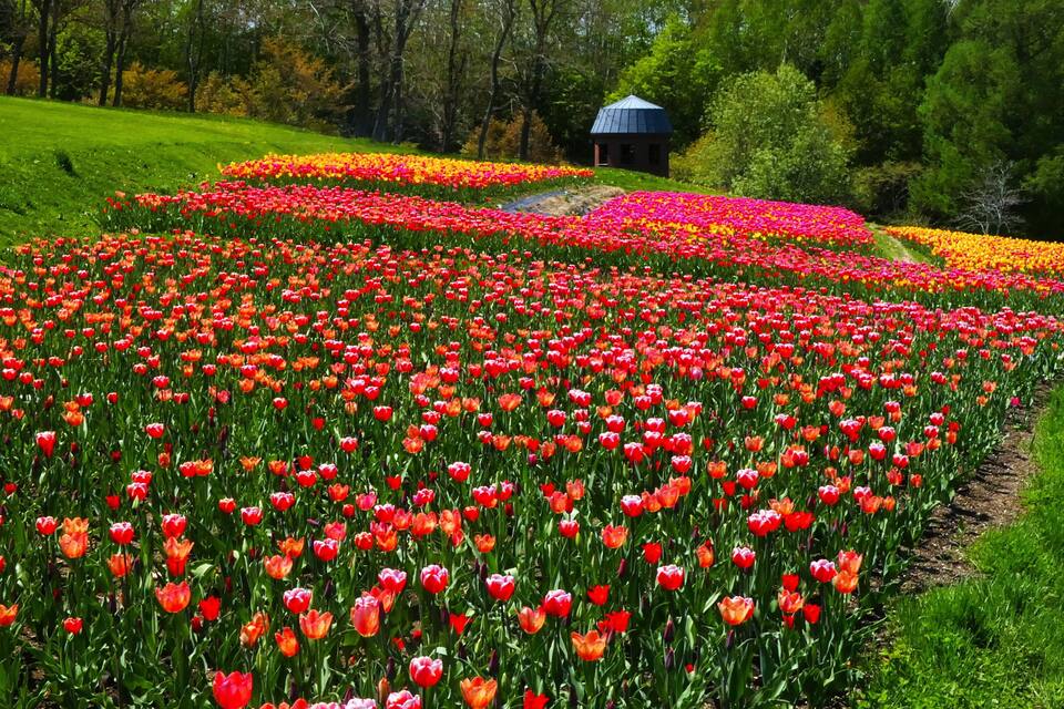 A tulip field with a gazebo in the background.