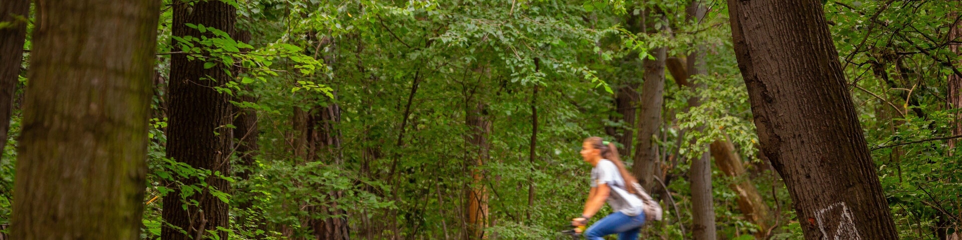 Borisova Gradina showing cycling, a garden and forests