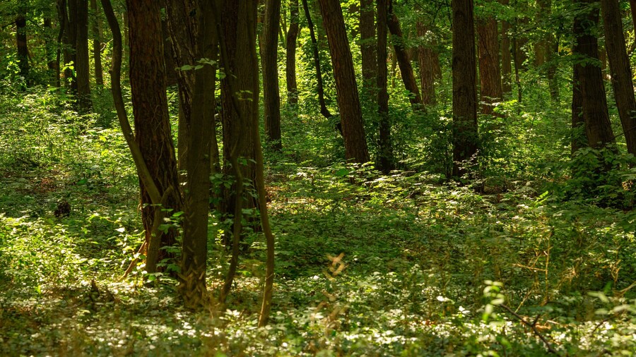 Borisova Gradina which includes forests