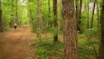 A forest trail with tall trees and dense undergrowth.