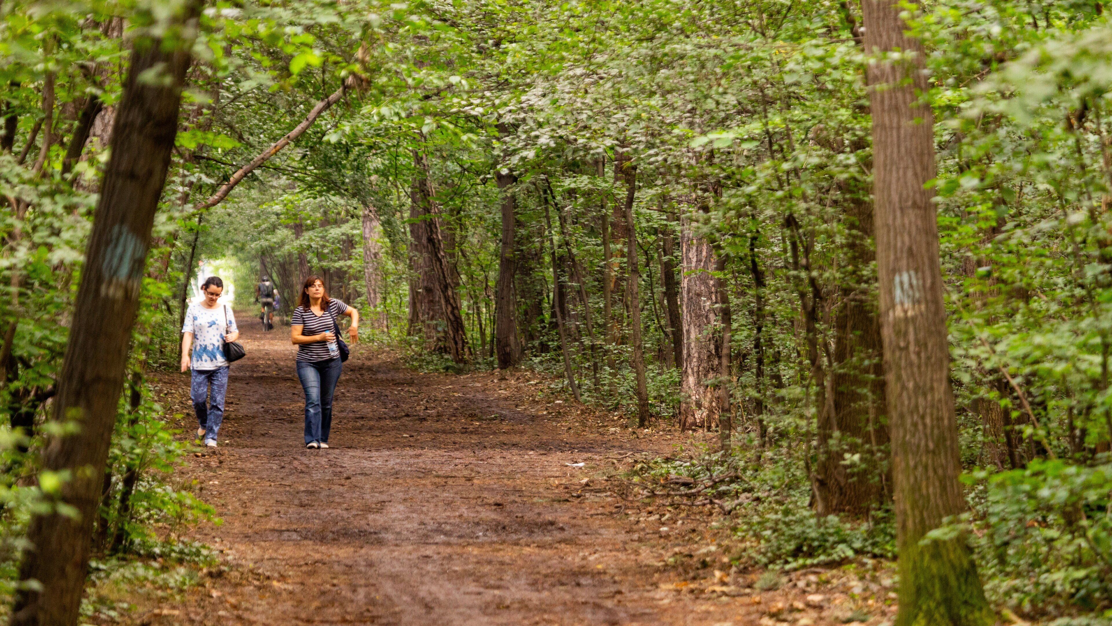 Borisova Gradina showing forest scenes as well as a couple