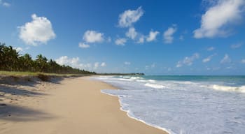 Spiaggia di Maracaipe che include paesaggio tropicale, vista della costa e spiaggia sabbiosa