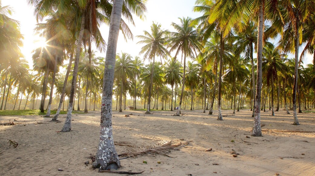 Playa de Maracaipe mostrando vistas generales de la costa y escenas tropicales