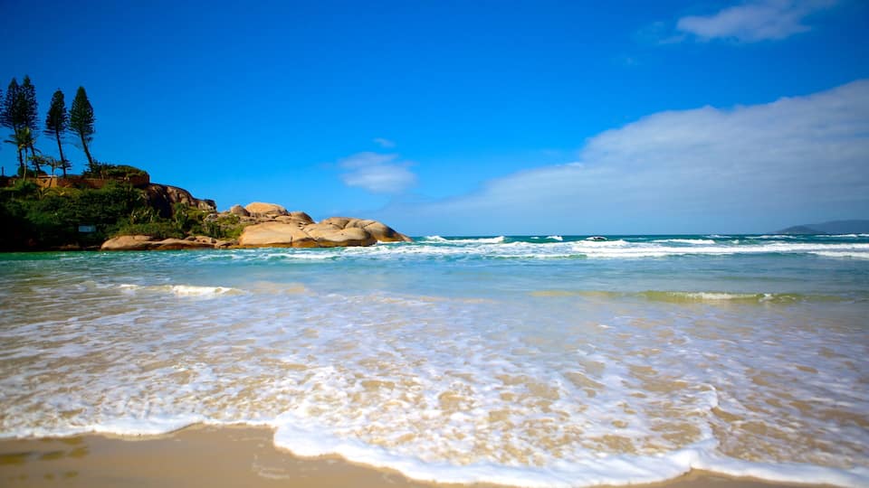 Joaquina Beach showing a sandy beach