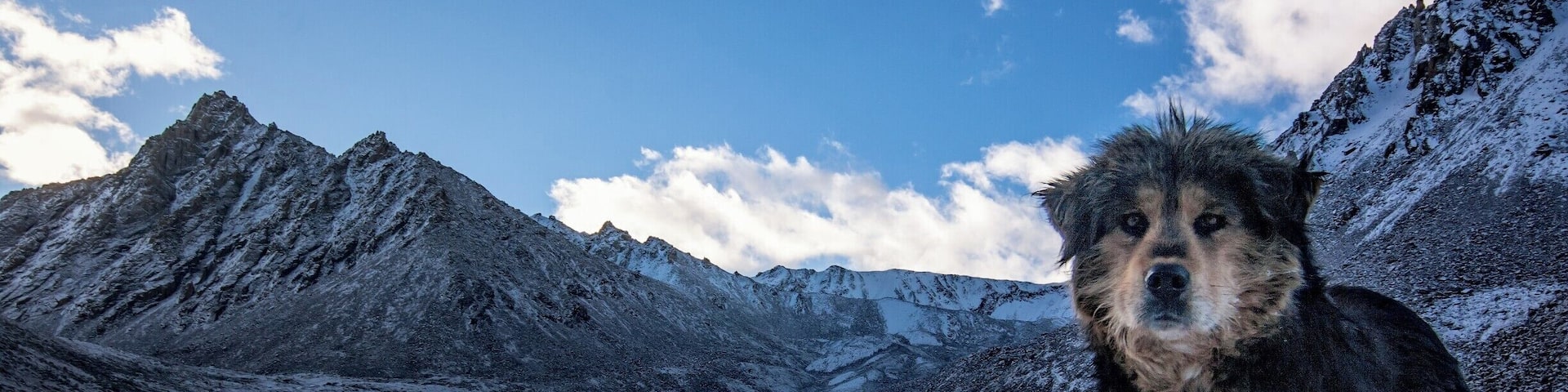 After trekking for a day or so these guys wouldn't stop following me for ages... i was by myself and i was half happy for the company and half worried about being eaten... — at Mt. Kailash
#BvSMountains #BvSquad #Tibet #dogs