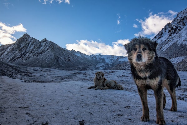 After trekking for a day or so these guys wouldn't stop following me for ages... i was by myself and i was half happy for the company and half worried about being eaten... — at Mt. Kailash
#BvSMountains #BvSquad #Tibet #dogs