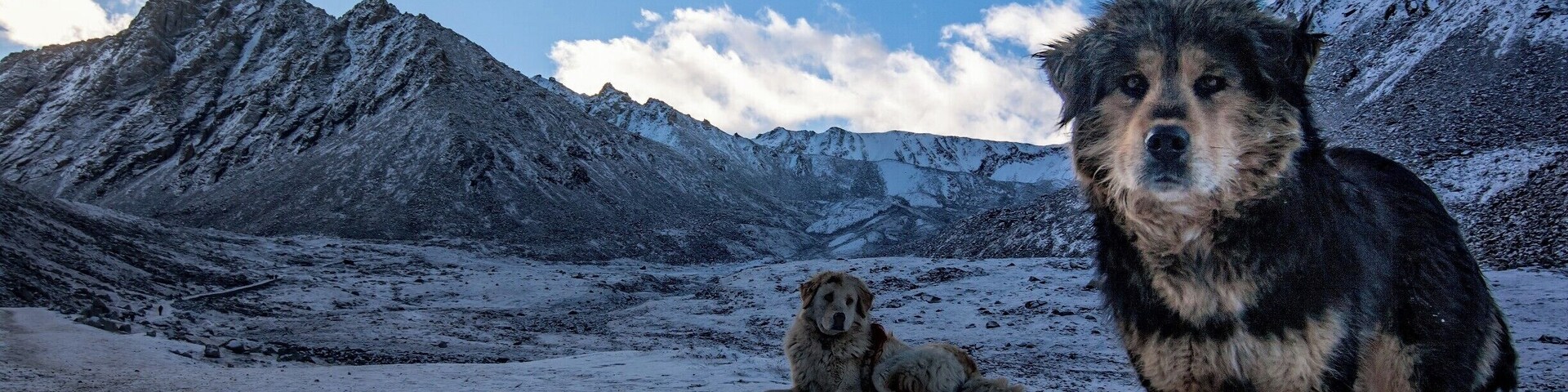 After trekking for a day or so these guys wouldn't stop following me for ages... i was by myself and i was half happy for the company and half worried about being eaten... — at Mt. Kailash
#BvSMountains #BvSquad #Tibet #dogs