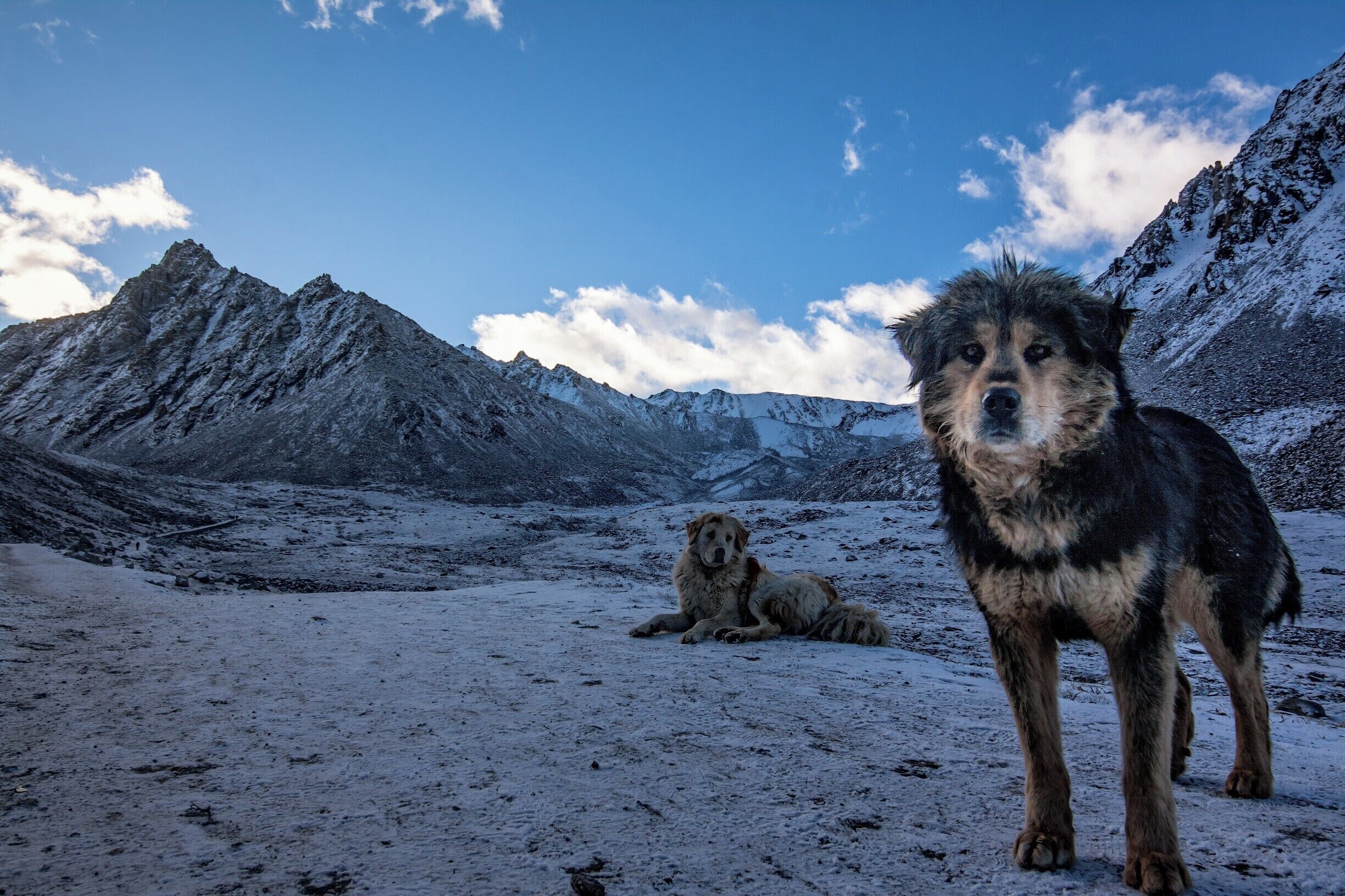 A dog standing in a snowy mountainous area with a clear sky.