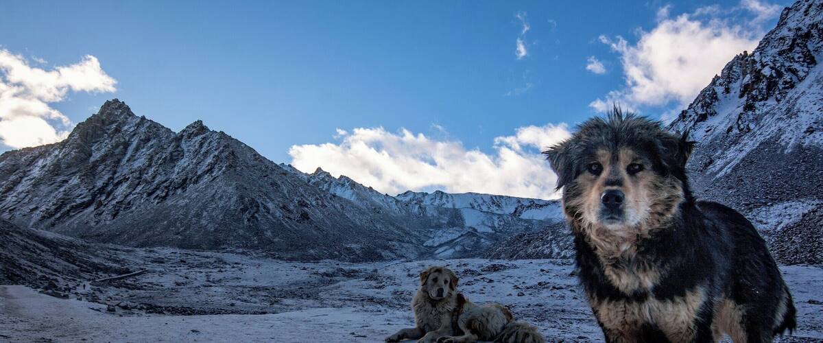 A dog standing in a snowy mountainous area with a clear sky.