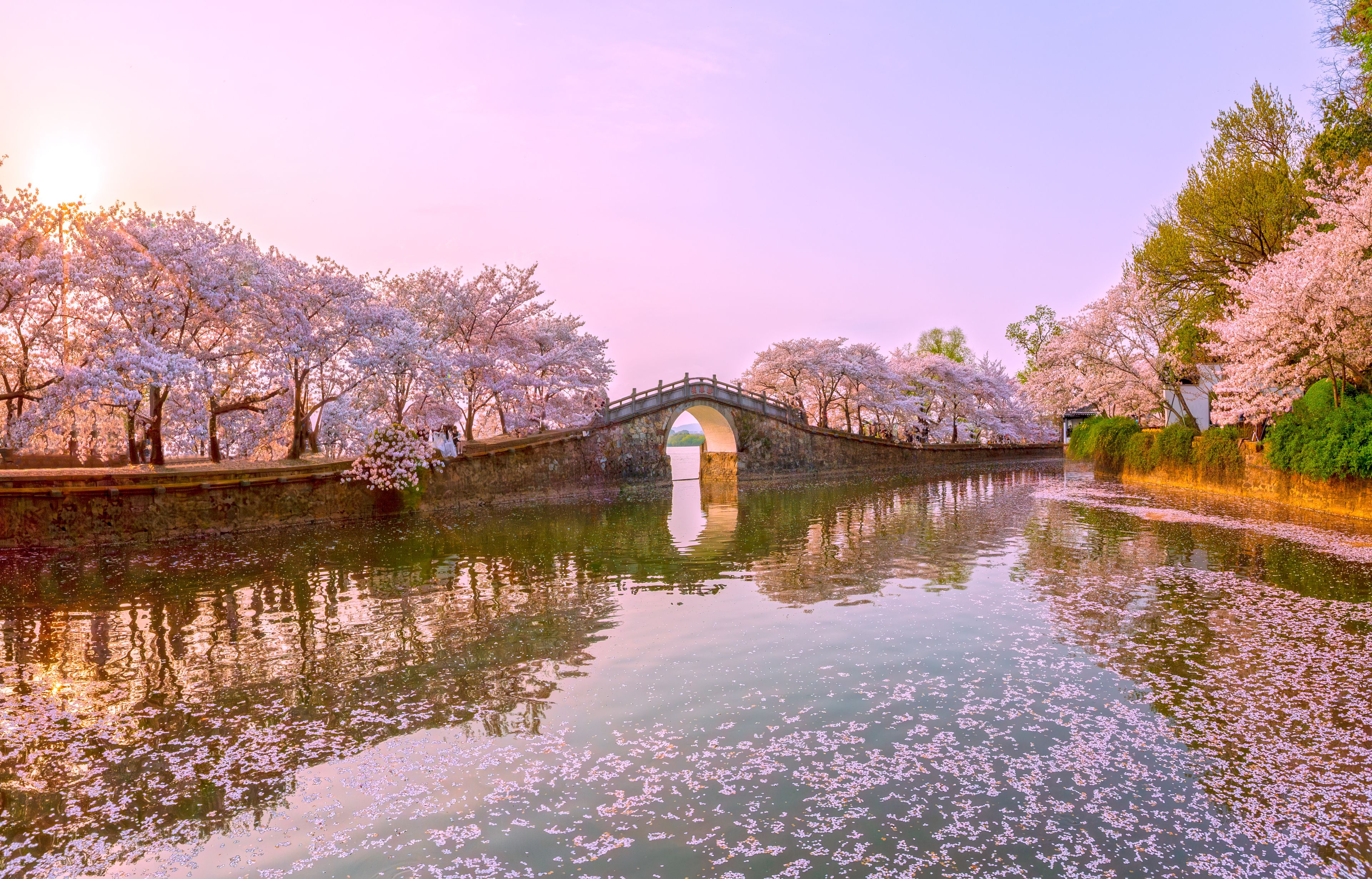 Changchun Bridge cherry blossom sunset scenery at Yuantouzhu in Wuxi, China