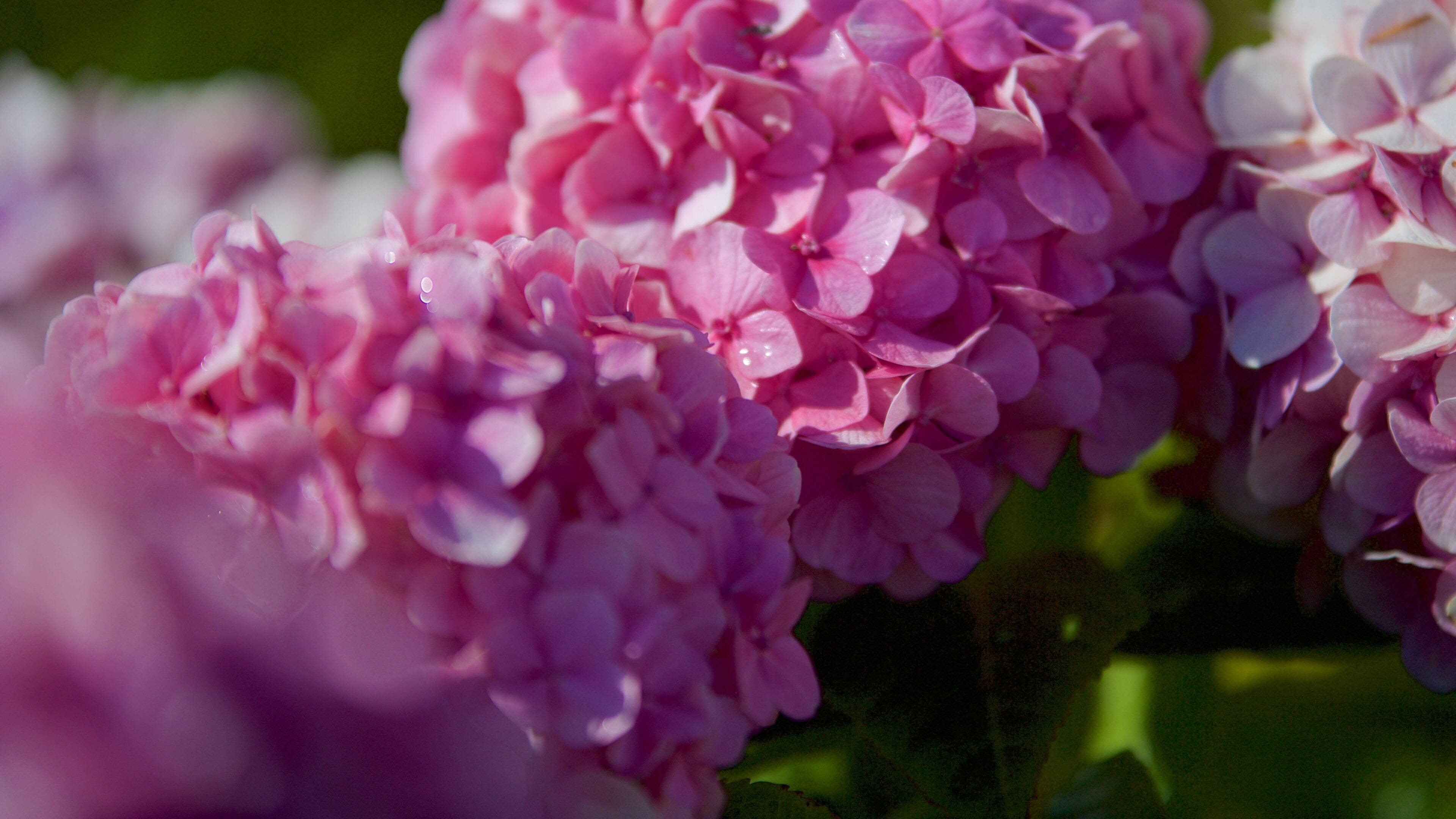 Acapulco Beach which includes flowers